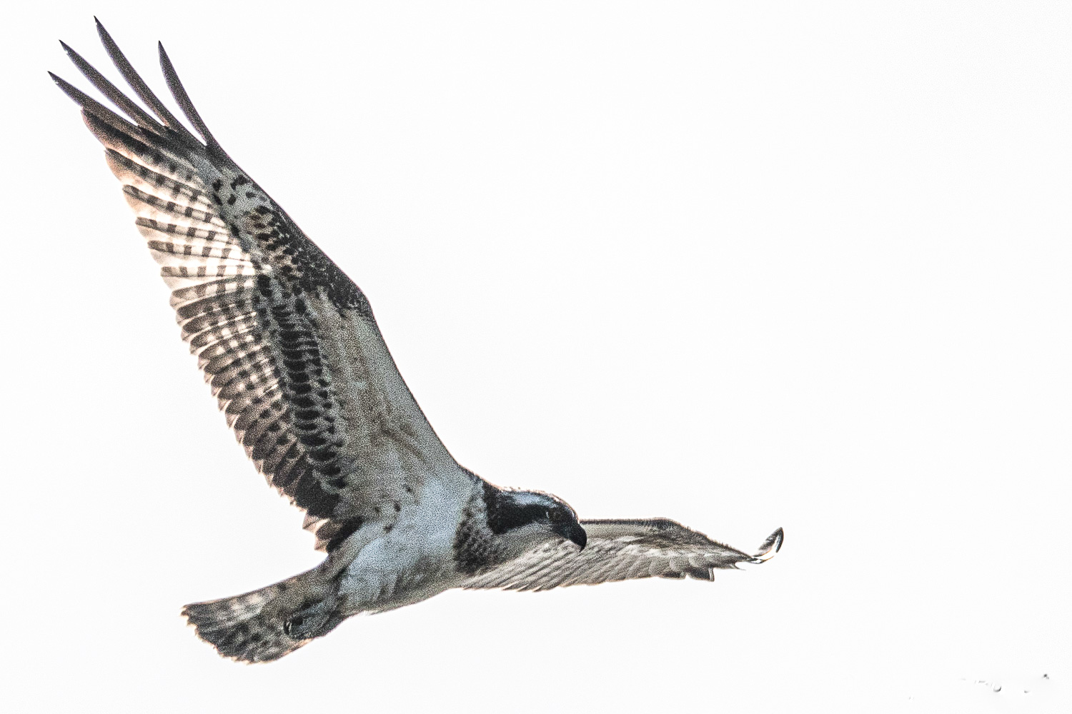 Balbuzard pêcheur (Osprey, Pandion Haliaetus), juvénile  planant contre le vent au dessus du Dépôt 54 de la Réserve Naturelle de Mont-Bernanchon à la recherche d'une proie.